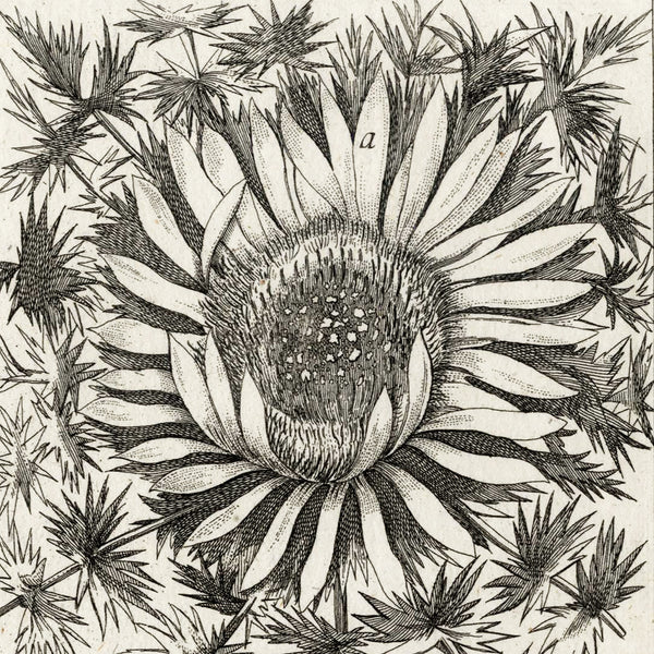 Scarce 1796 ZORN ICONES PLANTARUM Botanical Engraving Pl. 168 CARLINA ACAUTIS