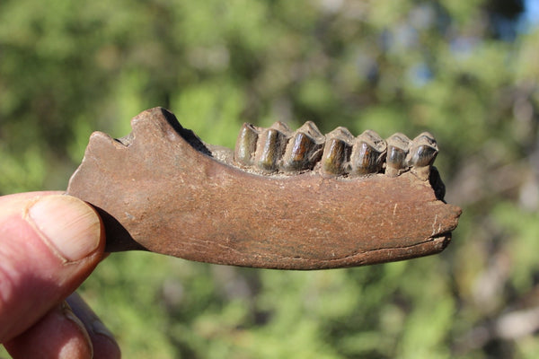 Fund Raiser - FOSSIL Partial Deer Jaw ( Small Deer) - Superb Display Specimen - North FL.