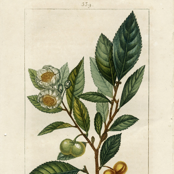 Rare 1814 Turpin Hand-Colored Print FLORE MÉDICALE, THÉ (Tea, Camellia sinensis) - Over 200 Years Old!