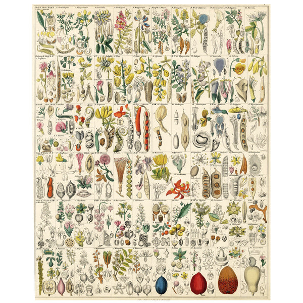 1833-42 LORENZ OKEN Natural History Hand-Colored Folio, XIV PFLANZEN (Plants) - Large Size -  Will Be A Beauty Once Matted and Framed!