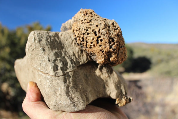 FUND RAISER - Fossil Beautiful HONEY COMB CORAL Favosites spp. Rare Locality ~ 400 Million - Please No Discount Codes On This Listing!