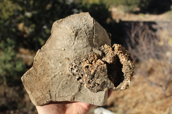FUND RAISER - Fossil Beautiful HONEY COMB CORAL Favosites spp. Rare Locality ~ 400 Million - Please No Discount Codes On This Listing!