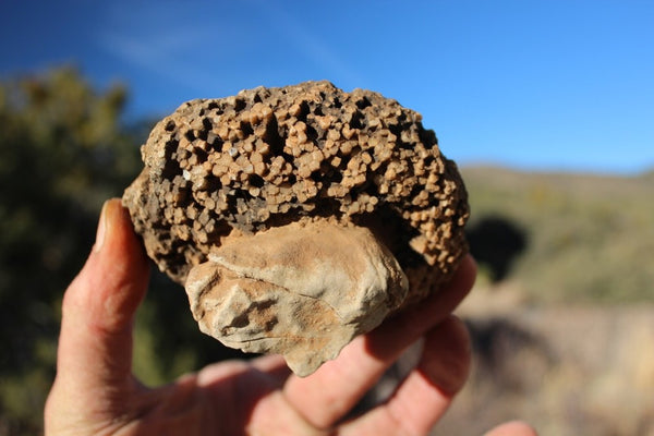FUND RAISER - Fossil Beautiful HONEY COMB CORAL Favosites spp. Rare Locality ~ 400 Million - Please No Discount Codes On This Listing!