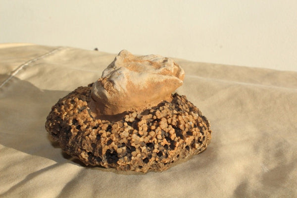 FUND RAISER - Fossil Beautiful HONEY COMB CORAL Favosites spp. Rare Locality ~ 400 Million - Please No Discount Codes On This Listing!