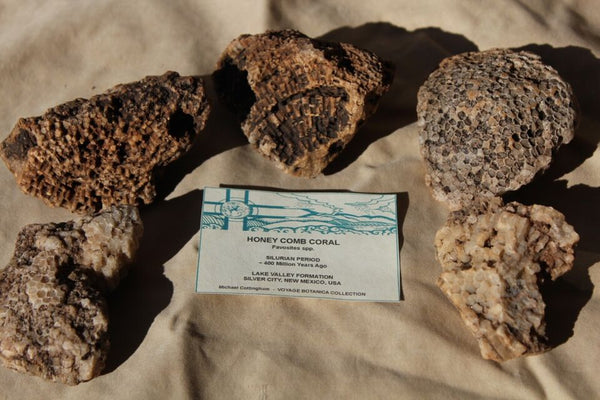 FUND RAISER - Fossil Beautiful HONEY COMB CORAL Favosites spp. Rare Locality 5 Piece Lot (Lots may vary from photos, but you will be pleased! ) - Please No Discount Codes On This Listing!