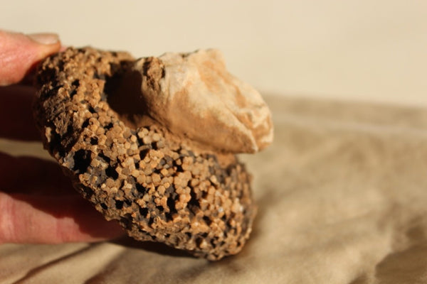 FUND RAISER - Fossil Beautiful HONEY COMB CORAL Favosites spp. Rare Locality ~ 400 Million - Please No Discount Codes On This Listing!