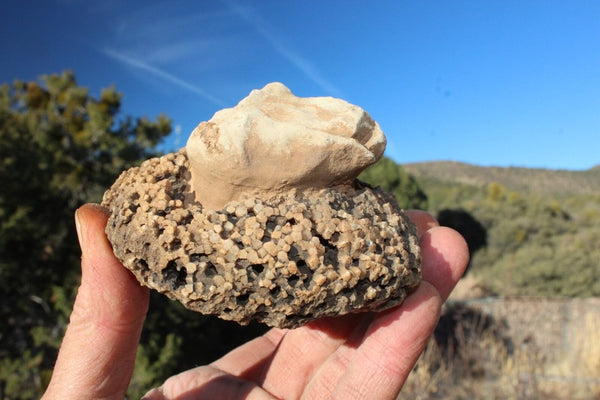 FUND RAISER - Fossil Beautiful HONEY COMB CORAL Favosites spp. Rare Locality ~ 400 Million - Please No Discount Codes On This Listing!