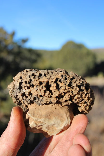 FUND RAISER - Fossil Beautiful HONEY COMB CORAL Favosites spp. Rare Locality ~ 400 Million - Please No Discount Codes On This Listing!