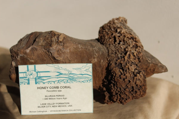 FUND RAISER - Fossil Beautiful HONEY COMB CORAL Favosites spp. Rare Locality ~ 400 Million - Please No Discount Codes On This Listing!