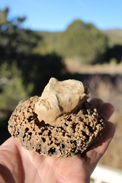 FUND RAISER - Fossil Beautiful HONEY COMB CORAL Favosites spp. Rare Locality ~ 400 Million - Please No Discount Codes On This Listing!