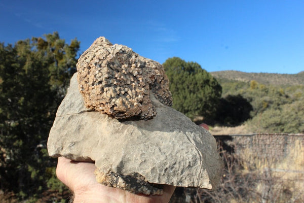 FUND RAISER - Fossil Beautiful HONEY COMB CORAL Favosites spp. Rare Locality ~ 400 Million - Please No Discount Codes On This Listing!