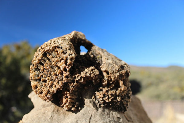 FUND RAISER - Fossil Beautiful HONEY COMB CORAL Favosites spp. Rare Locality ~ 400 Million - Please No Discount Codes On This Listing!