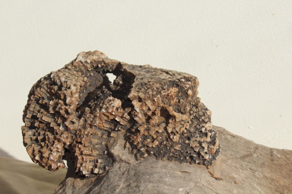 FUND RAISER - Fossil Beautiful HONEY COMB CORAL Favosites spp. Rare Locality ~ 400 Million - Please No Discount Codes On This Listing!