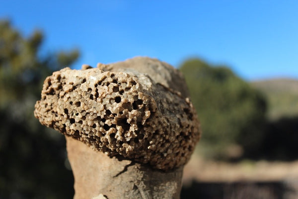 FUND RAISER - Fossil Beautiful HONEY COMB CORAL Favosites spp. Rare Locality ~ 400 Million - Please No Discount Codes On This Listing!