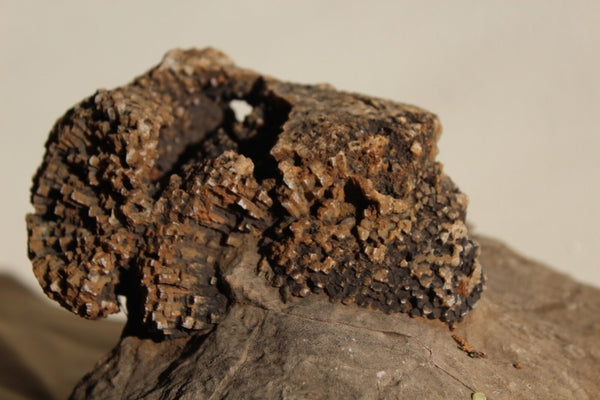 FUND RAISER - Fossil Beautiful HONEY COMB CORAL Favosites spp. Rare Locality ~ 400 Million - Please No Discount Codes On This Listing!