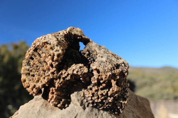 FUND RAISER - Fossil Beautiful HONEY COMB CORAL Favosites spp. Rare Locality ~ 400 Million - Please No Discount Codes On This Listing!
