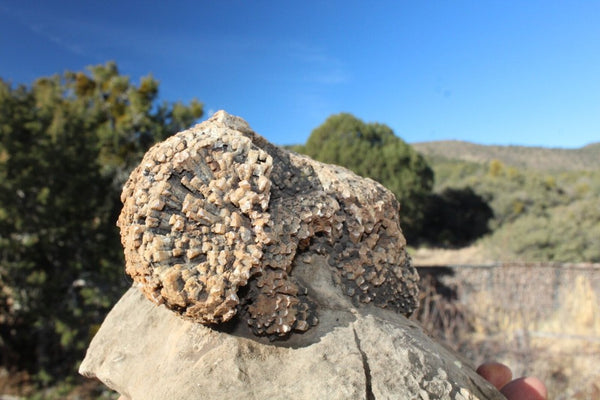 FUND RAISER - Fossil Beautiful HONEY COMB CORAL Favosites spp. Rare Locality ~ 400 Million - Please No Discount Codes On This Listing!