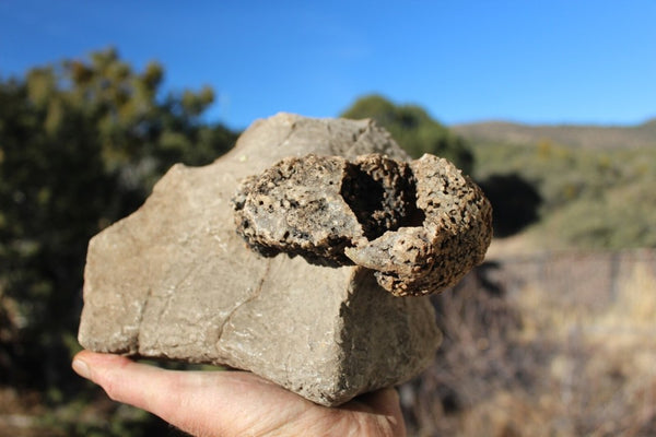 FUND RAISER - Fossil Beautiful HONEY COMB CORAL Favosites spp. Rare Locality ~ 400 Million - Please No Discount Codes On This Listing!