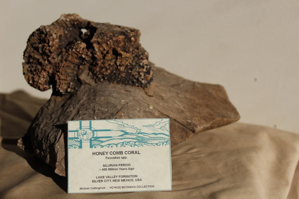 FUND RAISER - Fossil Beautiful HONEY COMB CORAL Favosites spp. Rare Locality ~ 400 Million - Please No Discount Codes On This Listing!