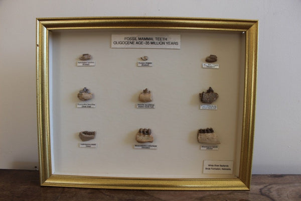 FUND RAISER - Fossil Collection - MAMMAL TEETH OLIGOCENE 35 Million Years Ago Nebraska  - Please No Discount Codes On This Listing!