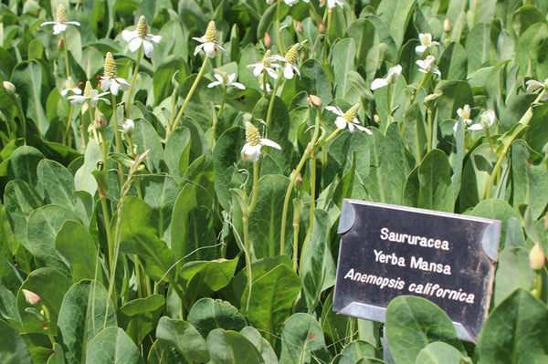 YERBA MANSA - Dry Leaf & Flower - 2 Ounce -  READY FOR SHIPPING!!!!