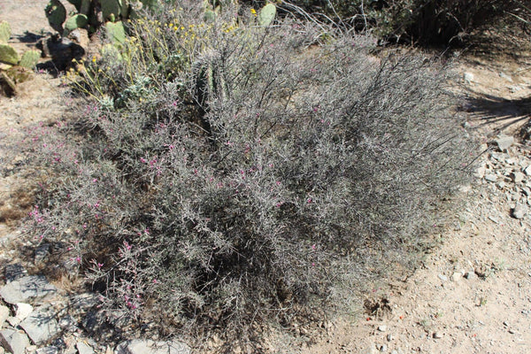 RATANY (White Ratany) Krameria grayi or parviflora - Fresh Root Extrac ...