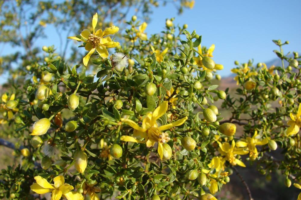 Chaparral - Larrea tridentata - Leaf & Flower Extract (fresh) - 4 Ounces