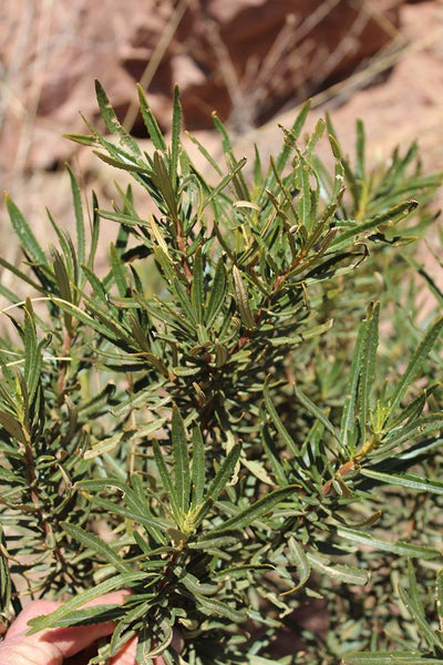 YERBA SANTA - Eriodictyon angustifolium -  (Dry) Leaf and Flower - 2 Ounce Size