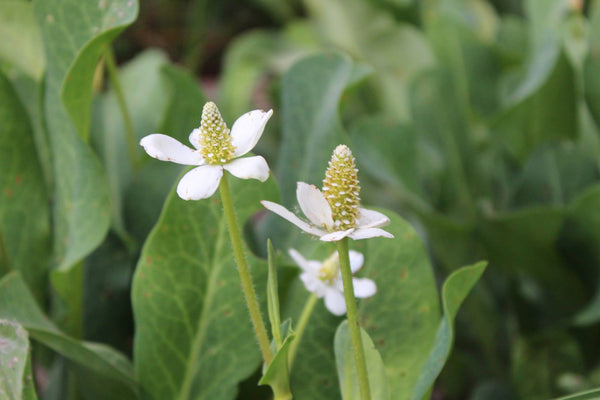 YERBA MANSA - Dry Leaf & Flower - 2 Ounce -  READY FOR SHIPPING!!!!