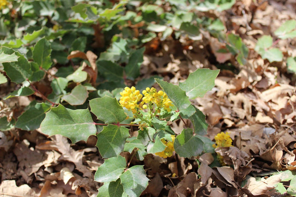 OREGON GRAPE ROOT EXTRACT - Mahonia repens -  4 ounce size -