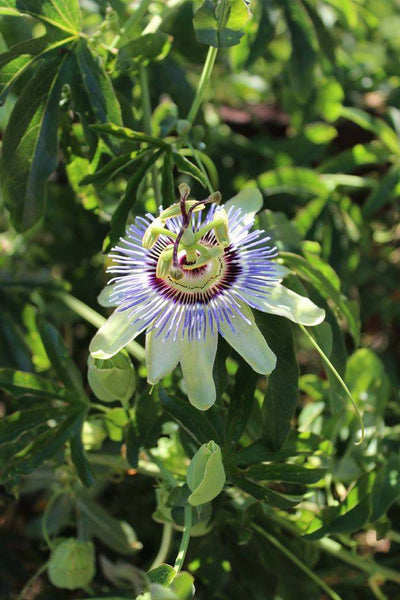 PASSION FLOWER EXTRACT  - Passiflora incarnata -   4 ounce size -