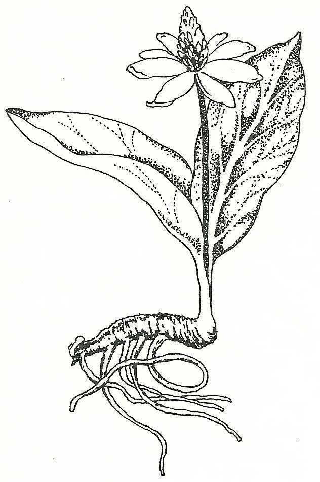YERBA MANSA ROOT EXTRACT - (Anemopsis californica)  -  4 ounce size -