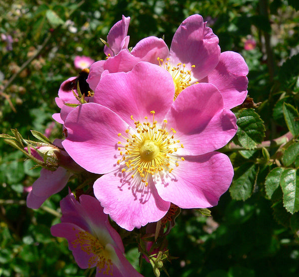 The DIVINE "OSHANNA ROSA"  WILD ROSE OIL WITH OSHA Essential Oil   - Made In 100% Organic Argan Oil - 2 Ounce of Divinity!