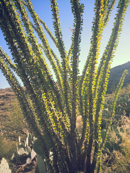 FRESH OCOTILLO BARK - Fouquieria splendens - 1 Pound Fresh Bark -