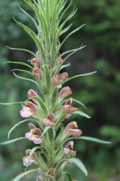 BETONY - Pedicularis grayi  - 4 Ounce Size -