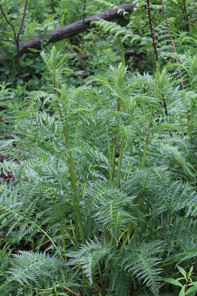 BETONY - Pedicularis grayi  - 4 Ounce Size -