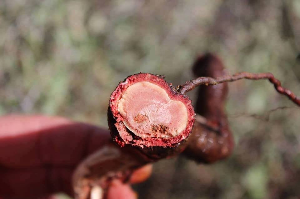 Red Root Types Red Roots Plant