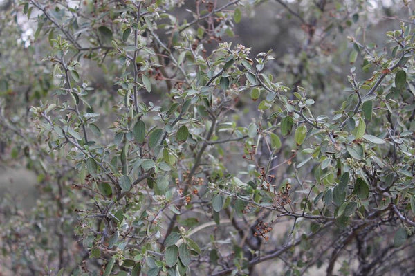 FRESH RED ROOT - Ceanothus spp. (most likely C. greggii or C. fendleri - 1 Pound of Fresh Roots  -