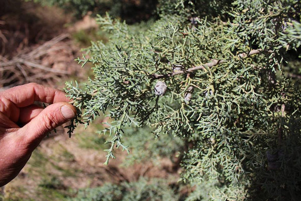 FRESH ARIZONA CYPRESS - Cupressus arizonica - 1 Pound Fresh Leafy Branches