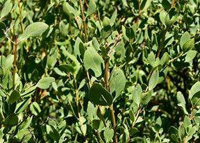FRESH SILK TASSEL - Garrya flavescens or wrightii - 1 pound  Fresh Leafy Branches