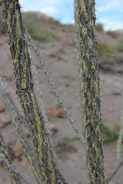 FRESH OCOTILLO BARK - Fouquieria splendens - 1 Pound Fresh Bark -