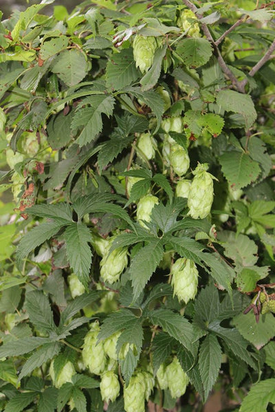 HOPS - Humulus americanus - Leaf & Flower dried