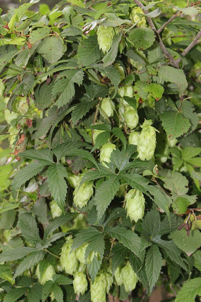 HOPS FLOWER EXTRACT  (Humulus americanus) -   8 ounce size