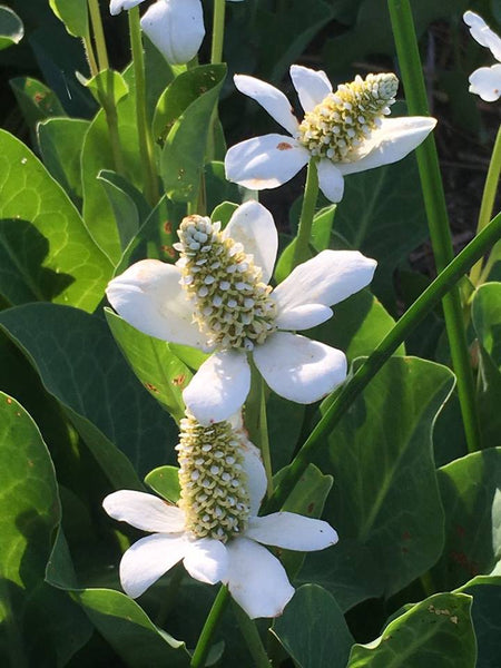 SPIRIT WATER OF YERBA MANSA - Pure Hydrosol of Yerba Mansa - Anemopsis californica - 4 Ounce Size