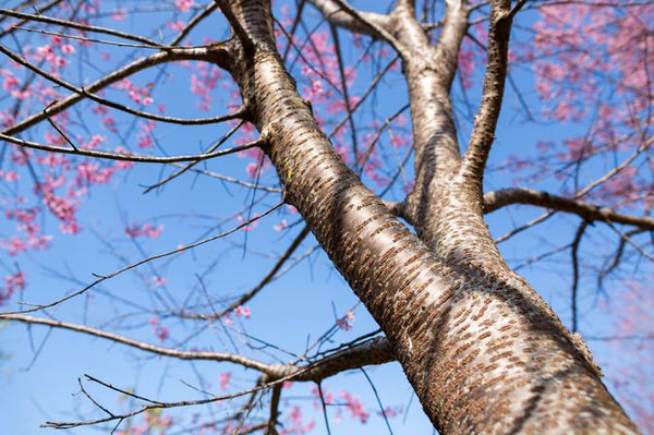 Wild Cherry Fresh Bark Extract - Prunus virginiana - 4 Ounce -