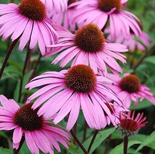 ECHINACEA FLOWERS - Echinacea purpurea - 4 Ounce Extract