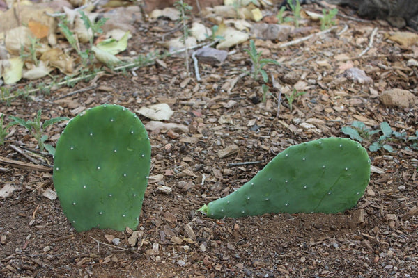 (5) Amazing Prickly Pear Pads -