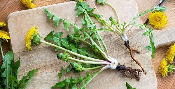 DANDELION (Taraxacum officinale) Whole Fresh Plant - Roots, Leaf and Flower - 4 Ounce Size Extract - Ready To Ship After August 1st, 2021