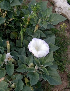ON LINE CLASS  -  ( RECORDING & PDF Now Available)  My Journey with Datura as a LIFE SAVING Medicine Plant - History, Medical Uses, and Safe Usage by Those Who Have The Knowledge. It can Save Ones's Life!  No Codes On This Listing.