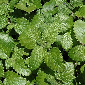 LEMON BALM - ( Melissa off. )  - Whole Fresh Plant Extract - 2 Ounce Size -  Available After June 15th,  2022